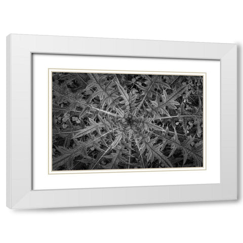 USA-Washington State-Seabeck Black and white close-up of thistle plant White Modern Wood Framed Art Print with Double Matting by Jaynes Gallery