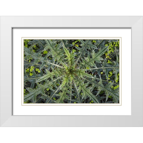 USA-Washington State-Seabeck Close-up of thistle plant White Modern Wood Framed Art Print with Double Matting by Jaynes Gallery