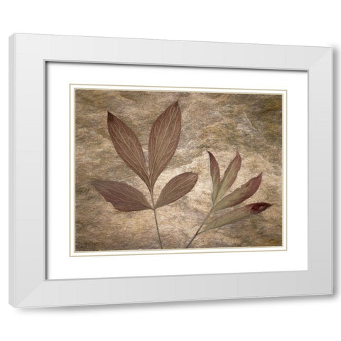 USA-Washington State-Seabeck Peony leaves close-up White Modern Wood Framed Art Print with Double Matting by Jaynes Gallery