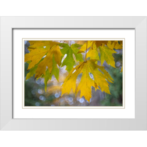 USA-Washington State-Seabeck Bigleaf maple leaves close-up in autumn White Modern Wood Framed Art Print with Double Matting by Jaynes Gallery