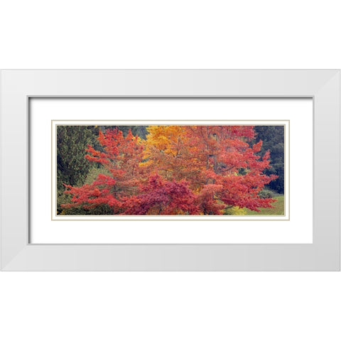 USA-Washington State-Seabeck Panoramic of oak trees in autumn White Modern Wood Framed Art Print with Double Matting by Jaynes Gallery