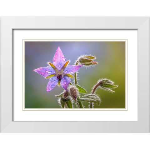 USA-Washington State-Seabeck Raindrops on borage flower White Modern Wood Framed Art Print with Double Matting by Jaynes Gallery