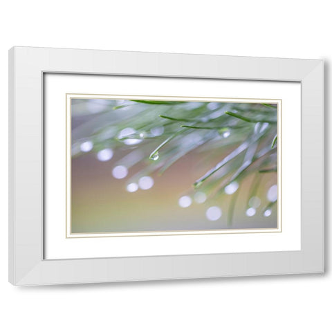 USA-Washington State-Seabeck Raindrops on pine needles White Modern Wood Framed Art Print with Double Matting by Jaynes Gallery