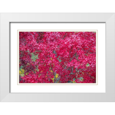 USA-Washington State-Seabeck Japanese maple tree in autumn White Modern Wood Framed Art Print with Double Matting by Jaynes Gallery