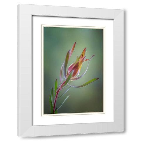 USA- Washington State- Seabeck. Common sunshine conebush plant close-up. White Modern Wood Framed Art Print with Double Matting by Jaynes Gallery