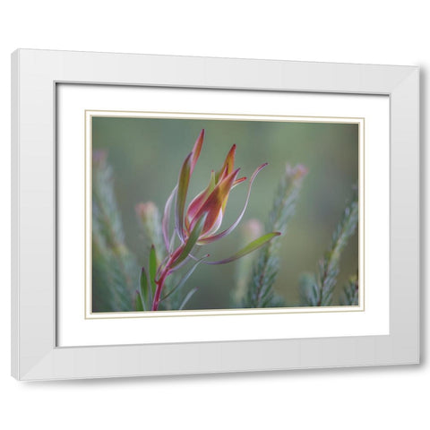 USA- Washington State- Seabeck. Common sunshine conebush plant close-up. White Modern Wood Framed Art Print with Double Matting by Jaynes Gallery