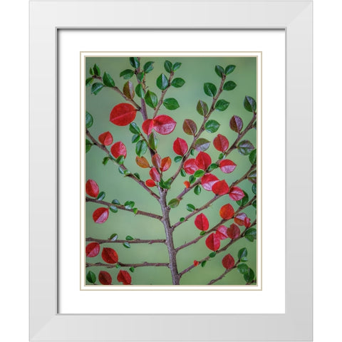 USA- Washington State- Seabeck. Rock cotoneaster plant close-up. White Modern Wood Framed Art Print with Double Matting by Jaynes Gallery