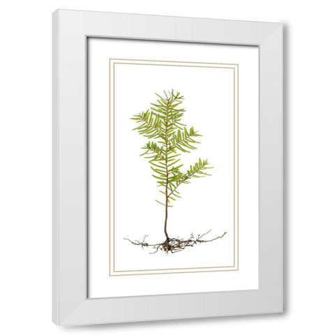 USA- Washington State- Seabeck. Western hemlock seedling close-up. White Modern Wood Framed Art Print with Double Matting by Jaynes Gallery