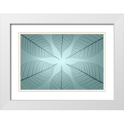 USA- Washington State- Seabeck. Pattern of skeletonized leaves. White Modern Wood Framed Art Print with Double Matting by Jaynes Gallery
