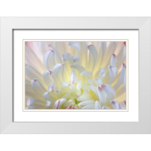 USA- Washington State- Seabeck. Chrysanthemum blossom close-up. White Modern Wood Framed Art Print with Double Matting by Jaynes Gallery