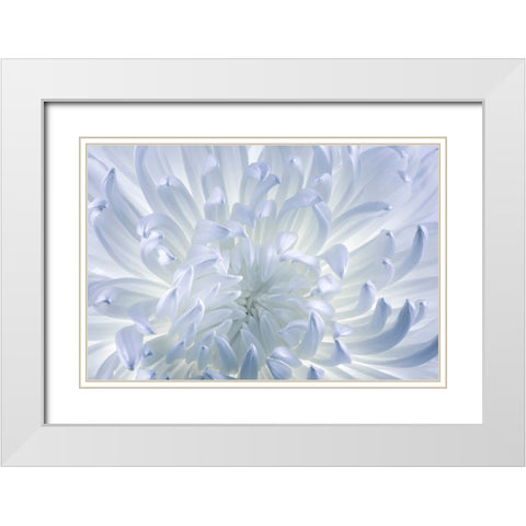 USA- Washington State- Seabeck. Chrysanthemum blossom close-up. White Modern Wood Framed Art Print with Double Matting by Jaynes Gallery