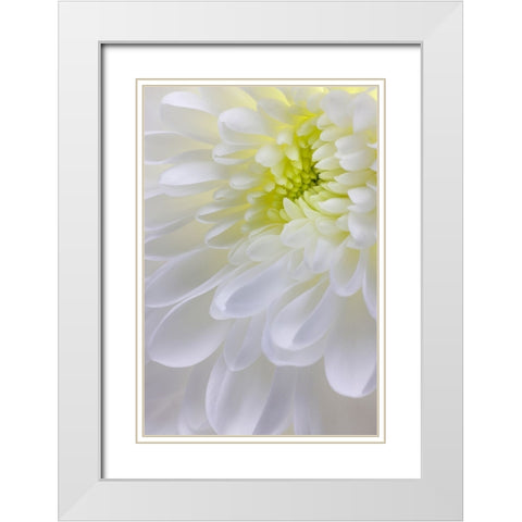 USA- Washington State- Seabeck. Chrysanthemum blossom close-up. White Modern Wood Framed Art Print with Double Matting by Jaynes Gallery