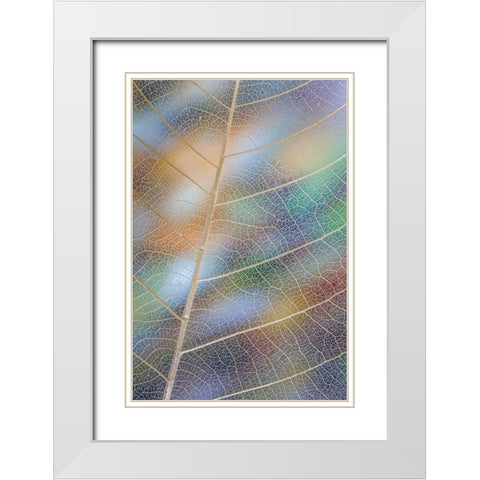 USA- Washington State- Seabeck. Pattern of skeletonized leaves. White Modern Wood Framed Art Print with Double Matting by Jaynes Gallery