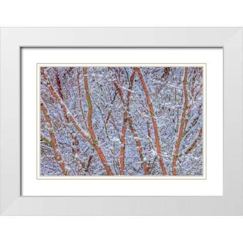 USA- Washington State- Seabeck. Snow-covered coral bark Japanese maple tree. White Modern Wood Framed Art Print with Double Matting by Jaynes Gallery
