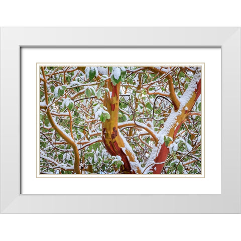 USA- Washington State- Seabeck. Detail of snow-covered madrona tree branches. White Modern Wood Framed Art Print with Double Matting by Jaynes Gallery