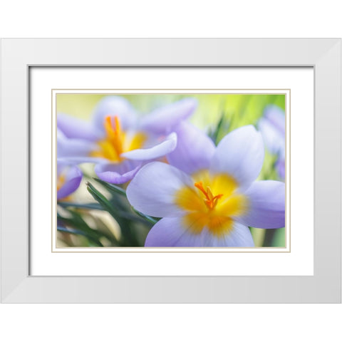 USA- Washington State- Seabeck. Crocus blossoms in spring. White Modern Wood Framed Art Print with Double Matting by Jaynes Gallery