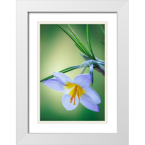 USA- Washington State- Seabeck. Crocus blossom in spring. White Modern Wood Framed Art Print with Double Matting by Jaynes Gallery