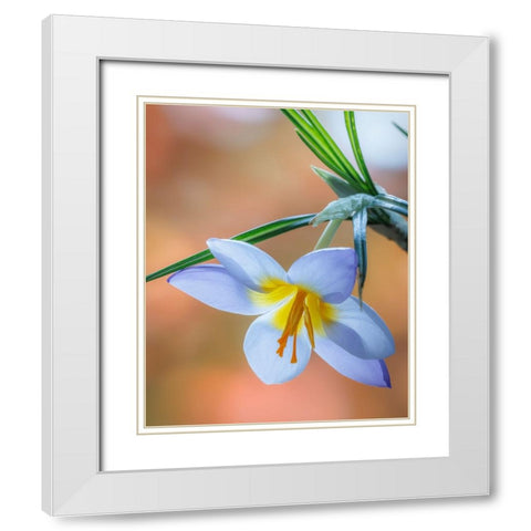 USA- Washington State- Seabeck. Crocus blossom in spring. White Modern Wood Framed Art Print with Double Matting by Jaynes Gallery