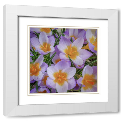 USA- Washington State- Seabeck. Crocus blossoms in spring. White Modern Wood Framed Art Print with Double Matting by Jaynes Gallery