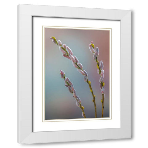 USA- Washington State- Seabeck. Dew-covered pussy willows. White Modern Wood Framed Art Print with Double Matting by Jaynes Gallery