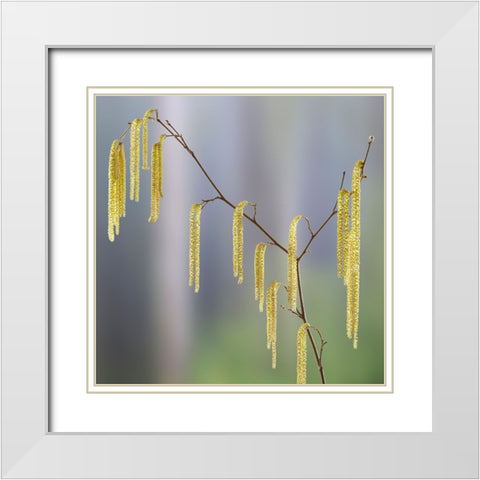 USA- Washington State- Seabeck. Pollen-producing male parts of beaked hazelnut catkin plant. White Modern Wood Framed Art Print with Double Matting by Jaynes Gallery