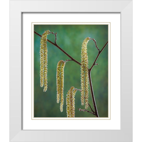 USA- Washington State- Seabeck. Pollen-producing male parts of beaked hazelnut catkin plant. White Modern Wood Framed Art Print with Double Matting by Jaynes Gallery
