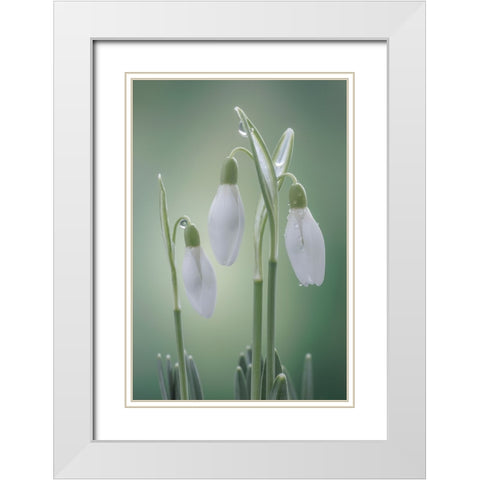 USA- Washington State- Seabeck. Buds of snowdrop flowers. White Modern Wood Framed Art Print with Double Matting by Jaynes Gallery