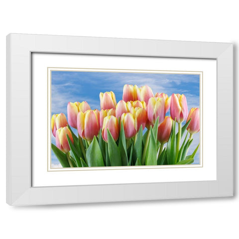 USA- Washington State- Seabeck. Red and yellow tulips in bloom. White Modern Wood Framed Art Print with Double Matting by Jaynes Gallery