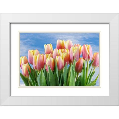 USA- Washington State- Seabeck. Red and yellow tulips in bloom. White Modern Wood Framed Art Print with Double Matting by Jaynes Gallery