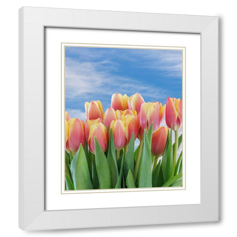 USA- Washington State- Seabeck. Red and yellow tulips in bloom. White Modern Wood Framed Art Print with Double Matting by Jaynes Gallery