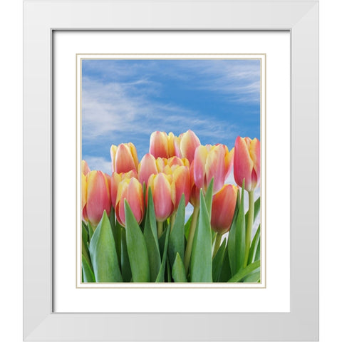 USA- Washington State- Seabeck. Red and yellow tulips in bloom. White Modern Wood Framed Art Print with Double Matting by Jaynes Gallery