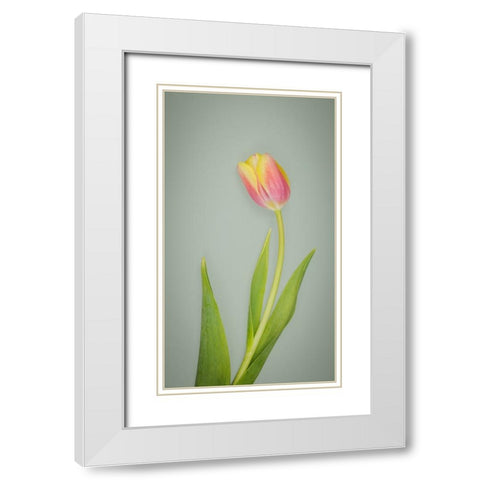 USA- Washington State- Seabeck. Red and yellow tulip in bloom. White Modern Wood Framed Art Print with Double Matting by Jaynes Gallery