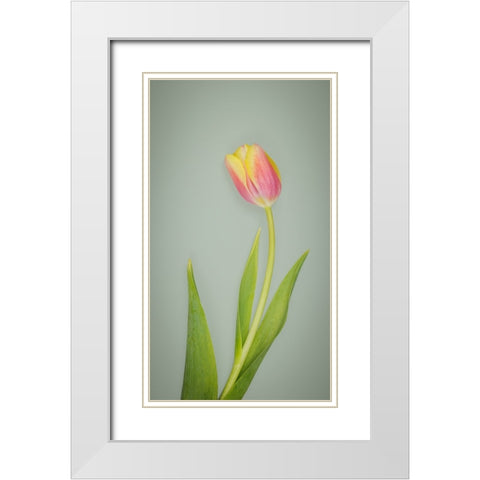 USA- Washington State- Seabeck. Red and yellow tulip in bloom. White Modern Wood Framed Art Print with Double Matting by Jaynes Gallery