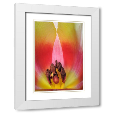 USA- Washington State- Seabeck. Stamen in red and yellow tulip blossom. White Modern Wood Framed Art Print with Double Matting by Jaynes Gallery