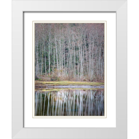 USA- Washington State- Seabeck. Winter alder trees reflect in Nicks Lagoon. White Modern Wood Framed Art Print with Double Matting by Jaynes Gallery