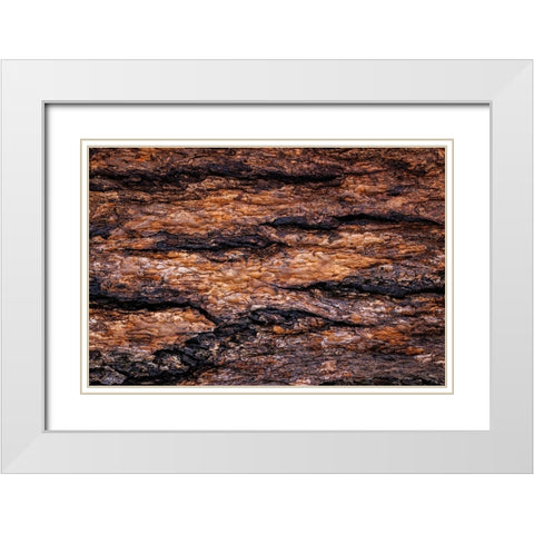 USA- Washington State- Seabeck. Douglas fir bark close-up. White Modern Wood Framed Art Print with Double Matting by Jaynes Gallery