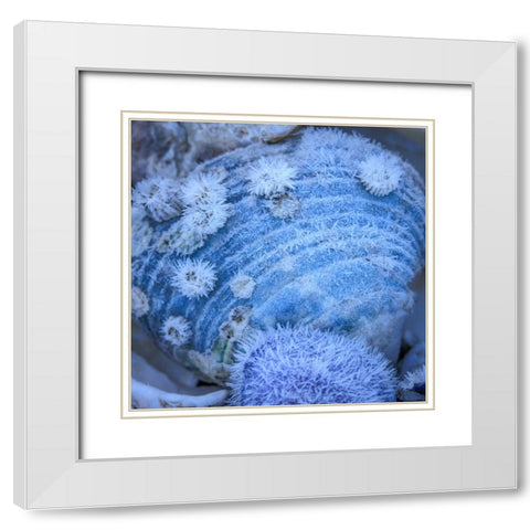USA- Washington State- Seabeck. Frosty clam shell in winter. White Modern Wood Framed Art Print with Double Matting by Jaynes Gallery