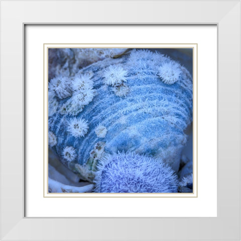 USA- Washington State- Seabeck. Frosty clam shell in winter. White Modern Wood Framed Art Print with Double Matting by Jaynes Gallery