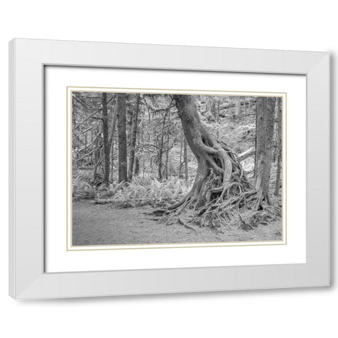 Usa-Washington State-Olympic National Park White Modern Wood Framed Art Print with Double Matting by Sederquist, Betty
