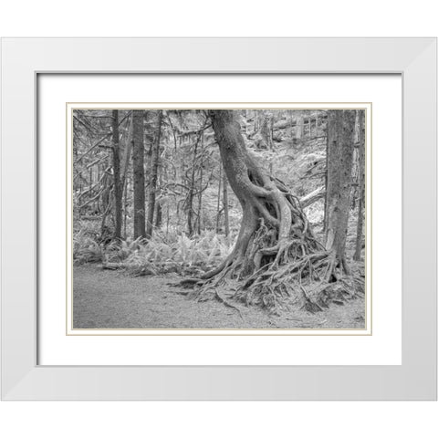 Usa-Washington State-Olympic National Park White Modern Wood Framed Art Print with Double Matting by Sederquist, Betty