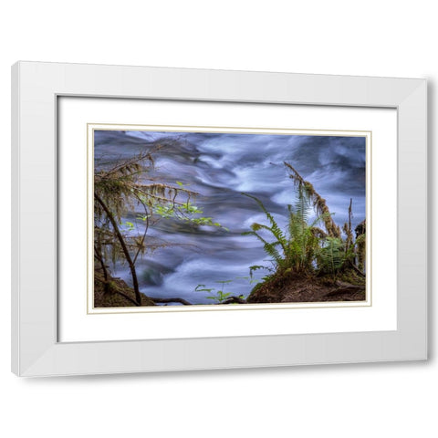 USA-Washington State-Fern White Modern Wood Framed Art Print with Double Matting by Sederquist, Betty