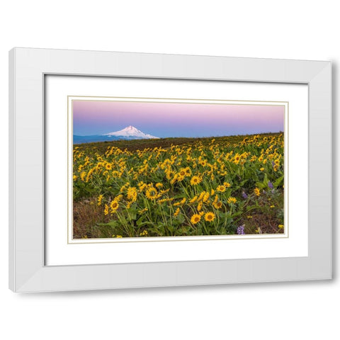 Spring wildflowers in full bloom on Dalles Mountain in Columbia Hills State Park near Lyle-Washingt White Modern Wood Framed Art Print with Double Matting by Haney, Chuck