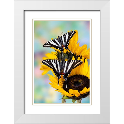 USA- Washington State- Sammamish. Zebra swallowtail butterfly on sunflower White Modern Wood Framed Art Print with Double Matting by Gulin, Darrell