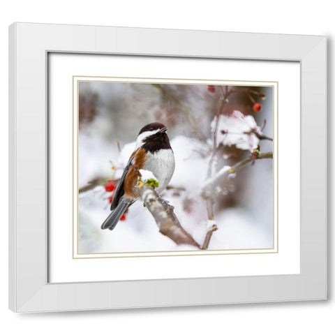 USA- Washington State- Sammamish. Chestnut Chickadee on snow covered Crabapple tree White Modern Wood Framed Art Print with Double Matting by Gulin, Darrell