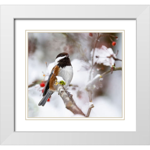 USA- Washington State- Sammamish. Chestnut Chickadee on snow covered Crabapple tree White Modern Wood Framed Art Print with Double Matting by Gulin, Darrell