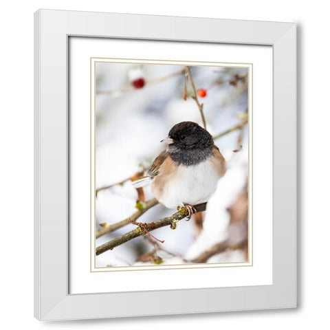USA- Washington State- Sammamish. Junco on snow covered Crabapple tree White Modern Wood Framed Art Print with Double Matting by Gulin, Darrell