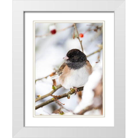 USA- Washington State- Sammamish. Junco on snow covered Crabapple tree White Modern Wood Framed Art Print with Double Matting by Gulin, Darrell