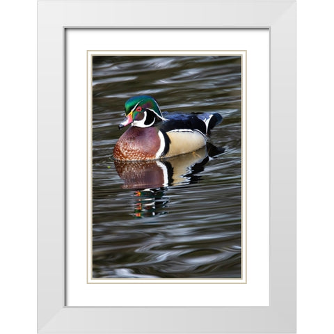 USA- Washington State- Sammamish. Yellow Lake with male drake wood duck White Modern Wood Framed Art Print with Double Matting by Gulin, Darrell