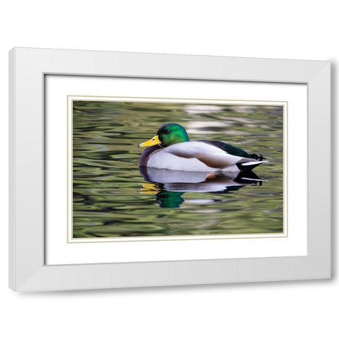 USA- Washington State- Sammamish. Yellow Lake with male drake mallard duck. White Modern Wood Framed Art Print with Double Matting by Gulin, Darrell