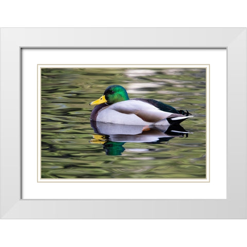 USA- Washington State- Sammamish. Yellow Lake with male drake mallard duck. White Modern Wood Framed Art Print with Double Matting by Gulin, Darrell